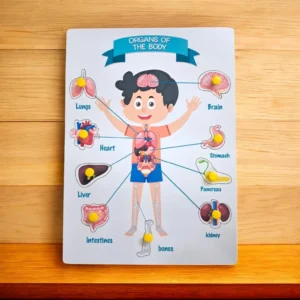 Organs Of the Body Peg Puzzle