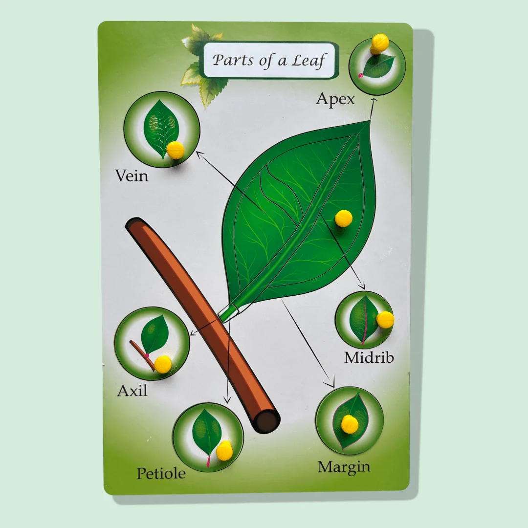 Parts of a Leaf Peg Puzzle - Image 3