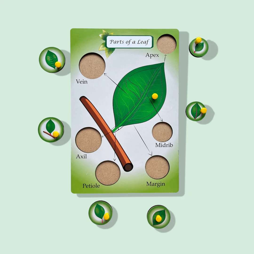 Parts of a Leaf Peg Puzzle - Image 4