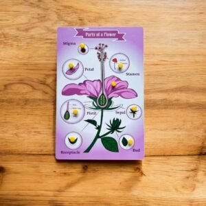 Parts of a Flower peg puzzle