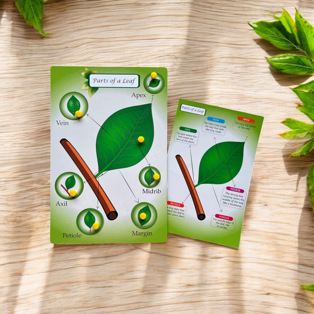 Parts of a Leaf Peg Puzzle