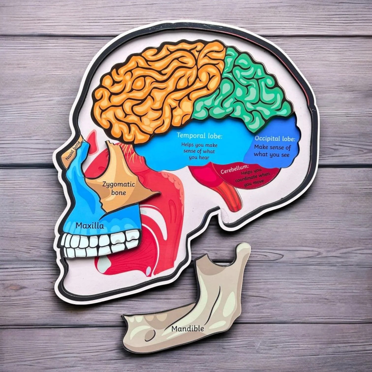 Human Skull Anatomy - Image 3