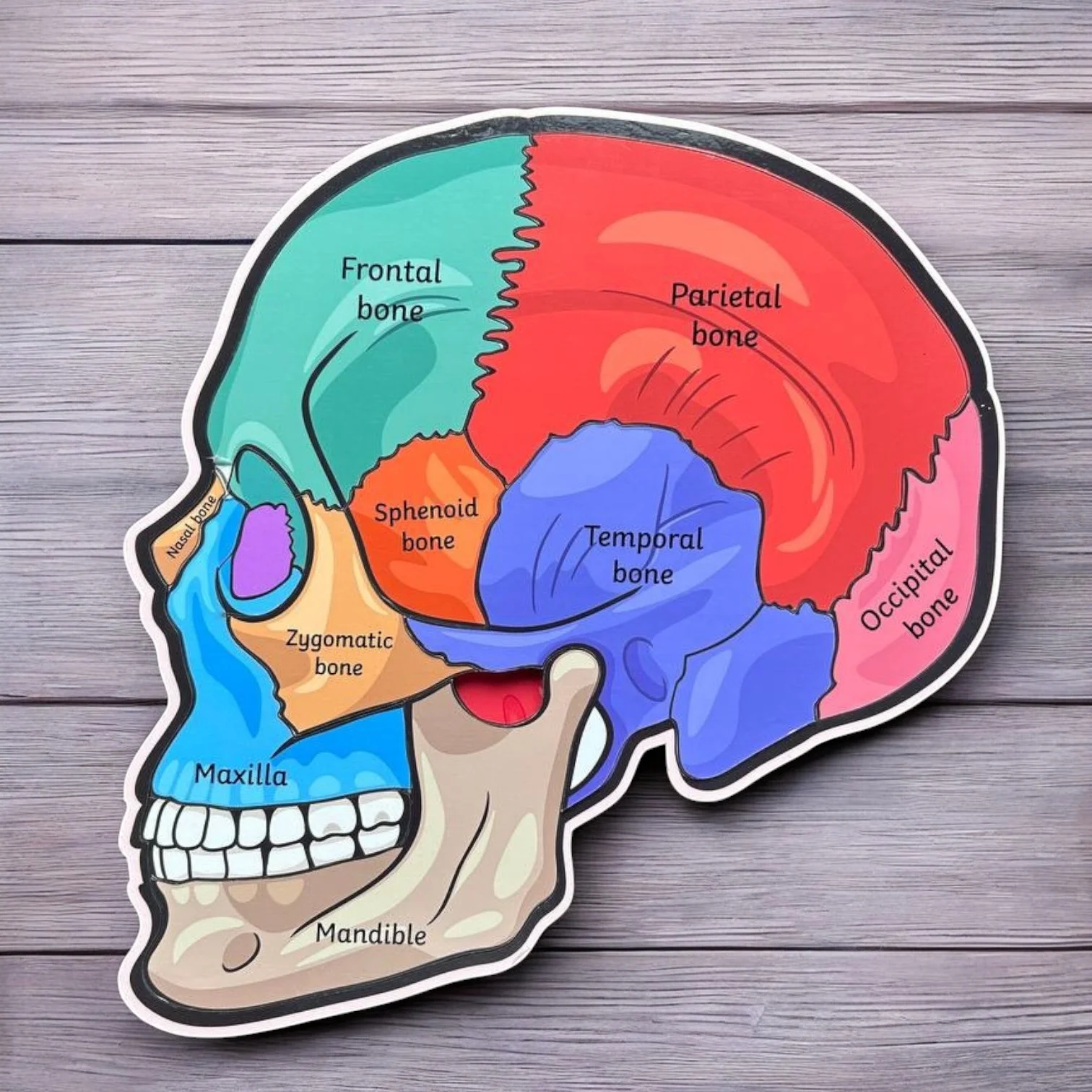 Human Skull Anatomy - Image 5