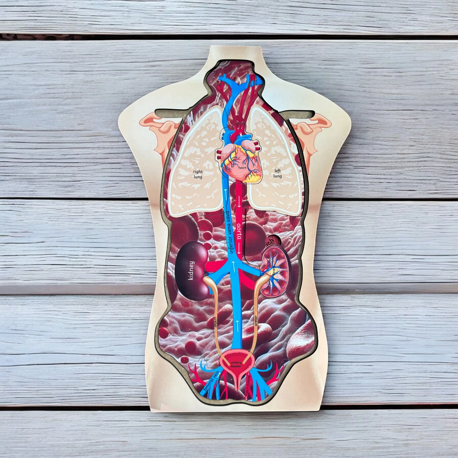 Human Body Anatomy - Image 2