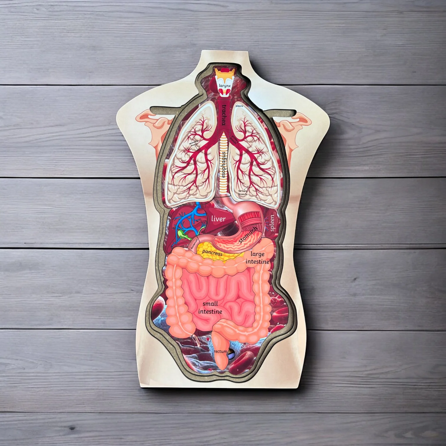 Human Body Anatomy - Image 3