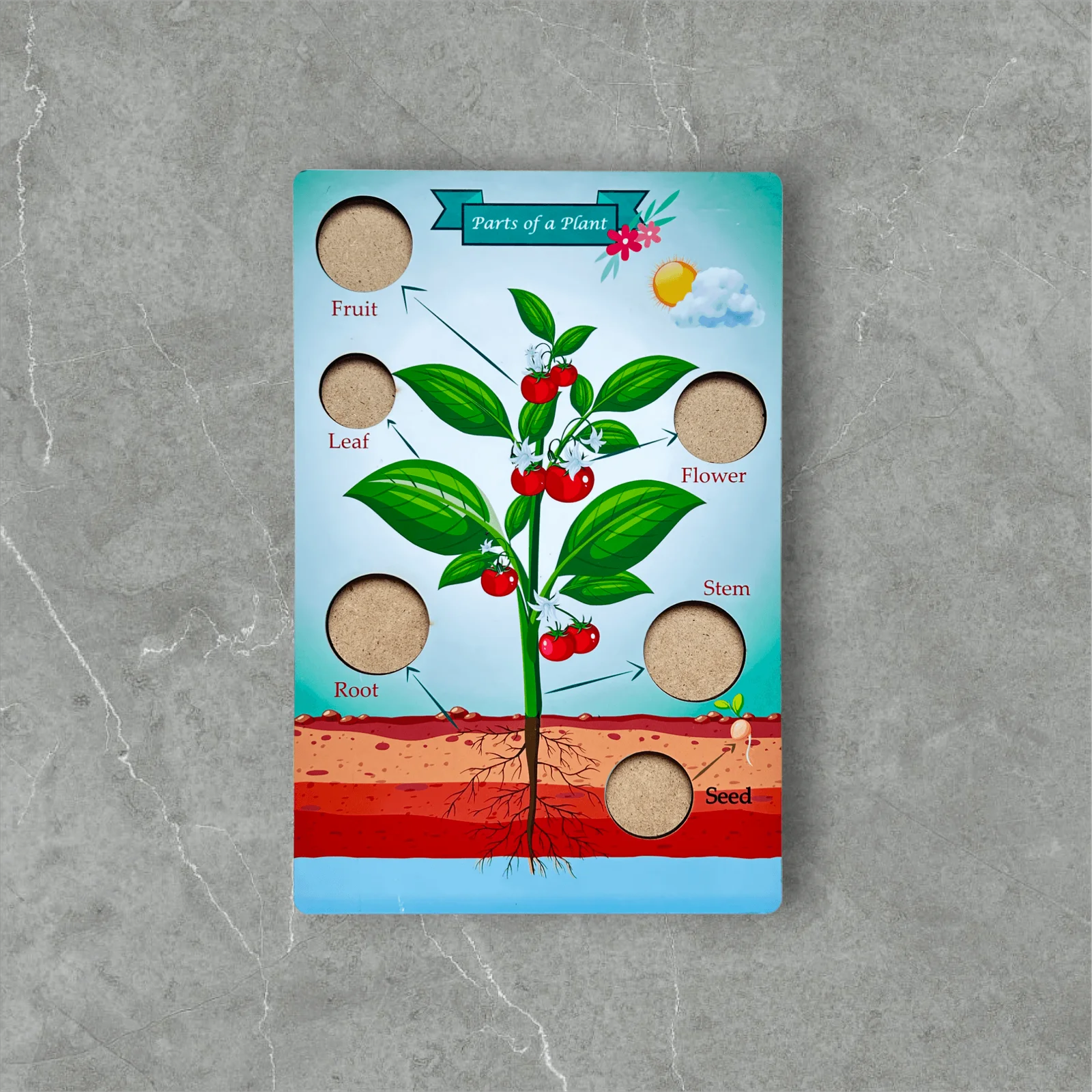 Parts of a Plant - Image 4