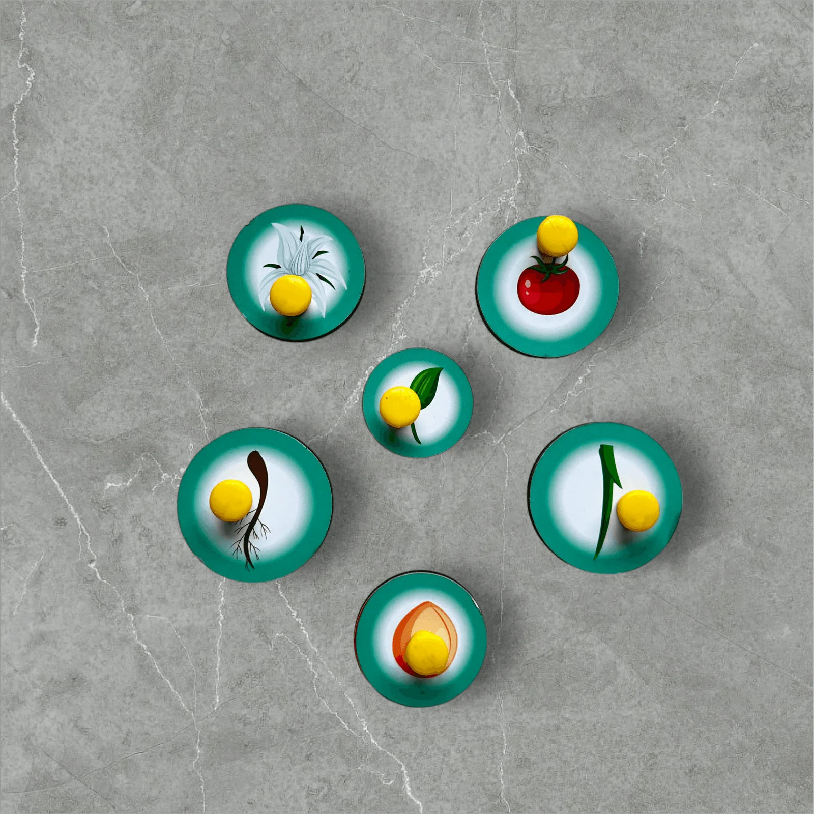 Parts of a Plant - Image 5